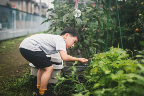 家庭菜園をする男の子