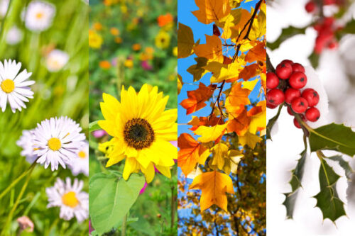 色んな季節の花の写真